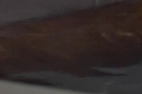 Wolfsboy 1989 - Full movie